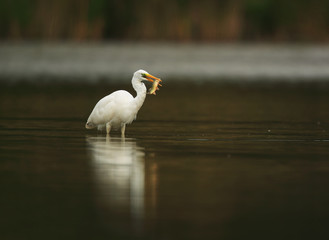 Obraz premium Great egret with fish