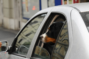 Hunde im Auto transportiert