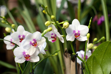 Fototapeta premium White orchid in bloom