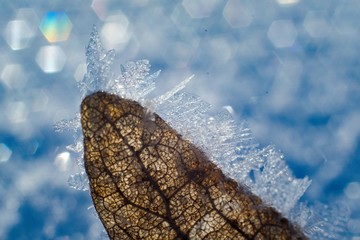 Frozen leaf in winter, frost on plants, frosty background.