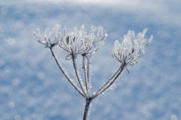Frozen leaf in winter, frost on plants, frosty background.