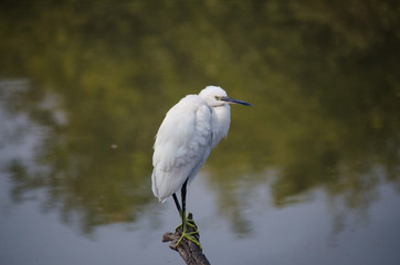 great blue heron