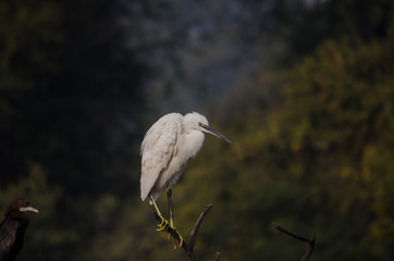 great blue heron