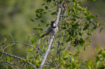 bird on a branch