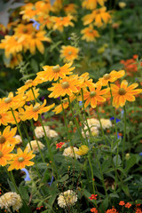 Sonnenhut (Rudbeckia) mit Blüten