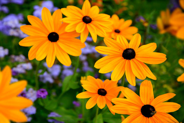 Sonnenhut (Rudbeckia) mit Blüten
