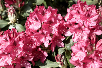 Closeup of the blooming red rhododendron in spring