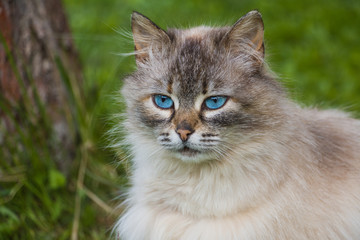 Naklejka na ściany i meble Neva Masquerade cat with big blue eyes in the garden
