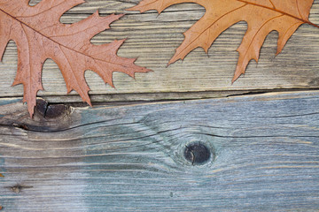 dried leaves on surface of old boards