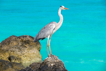 Stork on the Maldives beach