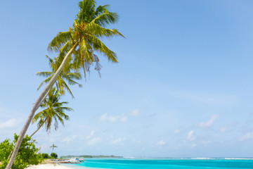 Palm tree on tropical paradise beach with turquoise blue water and blue sky