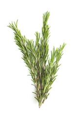 green rosemary sprig