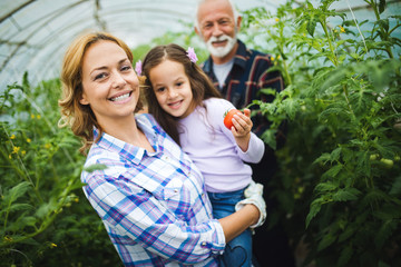 Grandfather growing organic vegetables with grandchildren and family at farm