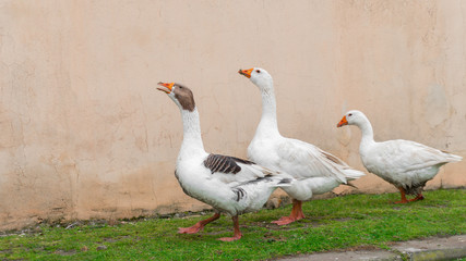 A flock of domestic geese