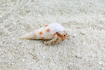 Little Crab on sandy beach