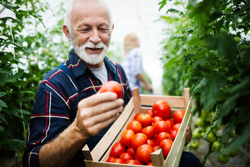 Senior gardener with a basket of harvested vegetables in the garden