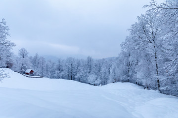 Cabin in the woods, a house covered in snow by the pine forest