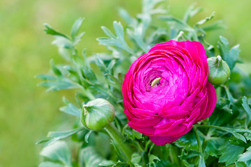 Beautiful magenta buttercup flower (ranunculus) in the garden. Selective focus. Copy space.