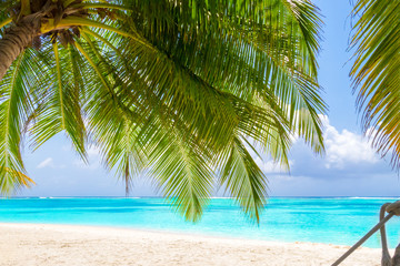 Fototapeta na wymiar Palm tree on tropical paradise beach with turquoise blue water and blue sky