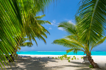 Palm tree on tropical paradise beach with turquoise blue water and blue sky
