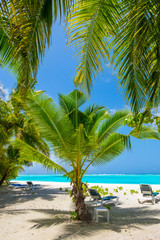 Fototapeta premium Palm tree on tropical paradise beach with turquoise blue water and blue sky