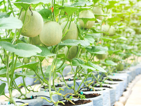 Organic japanese net melon or cantaloupe fruit hanging on melon tree in greenhouse farm. food sustainability.