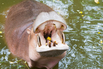 The hippopotamus opened a mouth