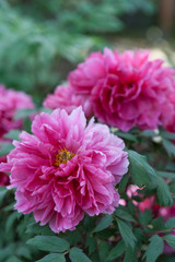 peony flowers in a garden