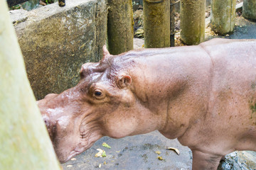 The hippopotamus opened a mouth
