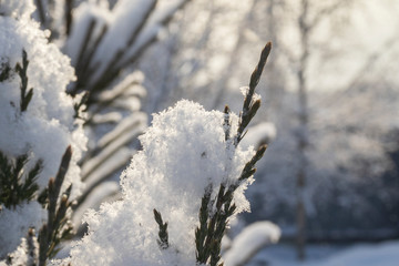 Juniper branch under the snow