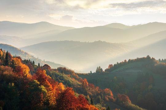 beautiful autumn landscape in mountains at sunset. trees in red foliage. beams of light fall in to the valley. view from the top of a hill