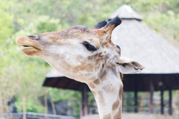 The giraffe eats leaves