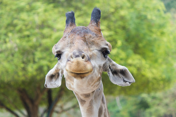 The giraffe eats leaves