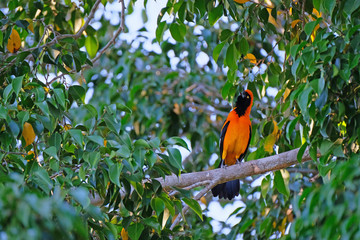 Orange-backed Troupial, Icterus Croconotus, perching on a branch, Aquidauana, Pantanal, Mato Grosso Do Sul, Brazil