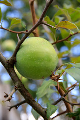 Quitte grüne Frucht (Cydonia oblonga)