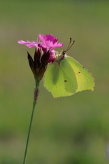 Zitronenfalter (Gonepteryx rhamni) auf Blüte
