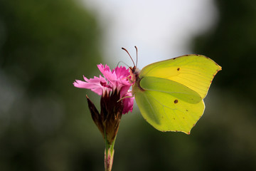 Zitronenfalter (Gonepteryx rhamni) auf Blüte