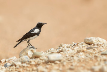 Mountain Chat - Myrmecocichla monticola, beautiful perching bird from southern African gardens and bushes, Sossusvlei, Namibia.