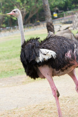 Ostrich on walk