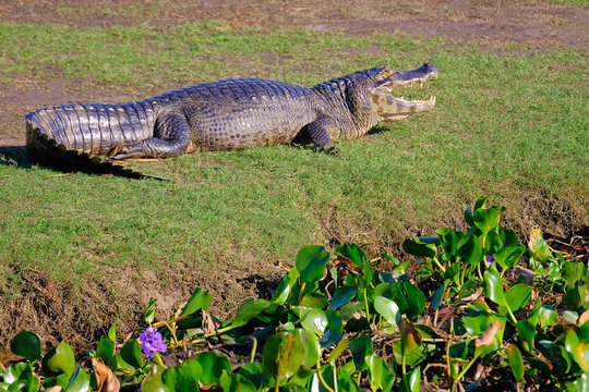 Yacare Caiman, Caiman Crocodilus Yacare Jacare, in the grassland of Pantanal wetland, Corumba, Mato Grosso Sul, Brazil