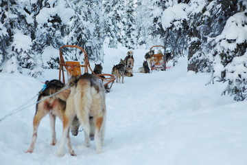 Huskys sled ride in Lapland forest