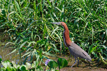 Detail portrait of Rufescent Tiger Heron, Tigrisoma Lineatum, in the nature habitat near Corumba, Pantanal, Brazil