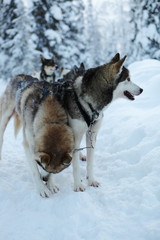 Siberian huskys waiting to sled in Lapland forest.