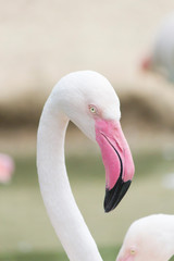 Flamingos stand quietly