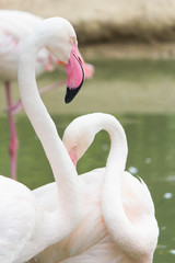 Naklejka premium Flamingos stand quietly