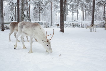 Fototapeta na wymiar Reindeer farm, winter in Lapland, Finland