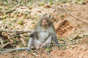 Monkeys at liberty