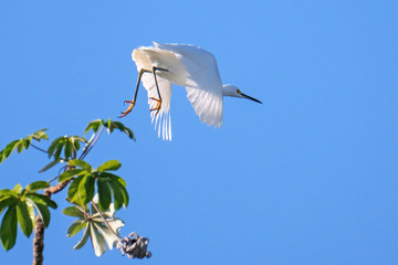 Great egret, Egretta alba, flying over river in the Pantanal, Corumba, Mato Grosso Do Sul, Brazil