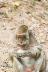 Naklejka premium Monkeys at liberty