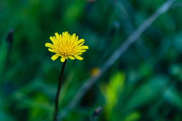 One yellow dandelion on green blurred background